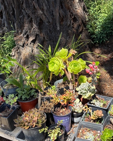 Succulents in Penny's garden. Penny Pawl photo