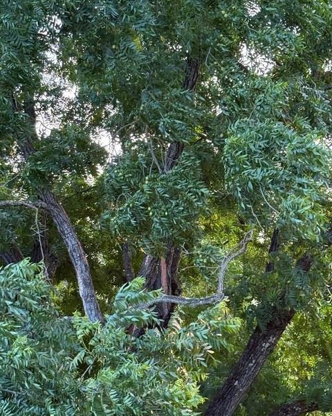 Walnut tree. Submitted photo