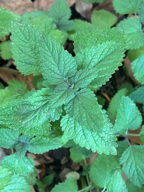 Lemon balm plant. Cindy Watter photo