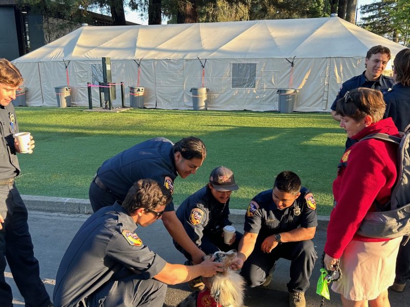 Brenda Nelson, a volunteer with First Responder Therapy Dogs, and Blitz, a 10-year-old mini Australian shepherd, greeted firefighters Friday at the Pickett Fire Base Camp at Napa Valley Expo. Kerana Todorov photo