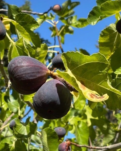 Mission figs. Cindy Watter photo