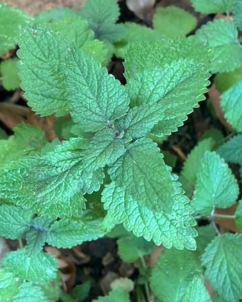 Lemon balm plant. Cindy Watter photo