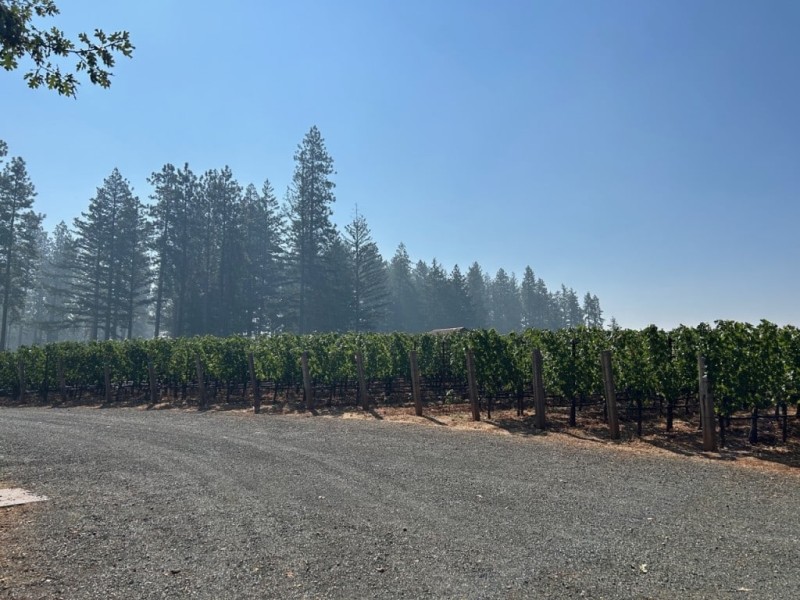 Vineyards on Howell Mountain. Kerana Todorov photo