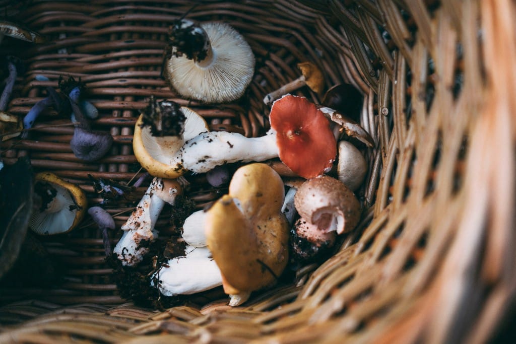Wild mushrooms. Annie Spratt on Unsplash photo.