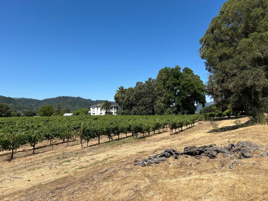 Napa Valley vineyard north of Yountville. John Schminky photo