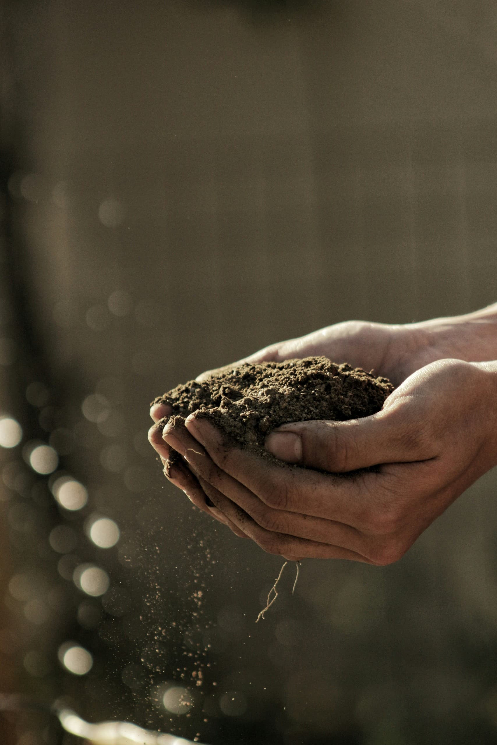 Healthy soil, healthy planet: cultivate rich, climate-friendly dirt