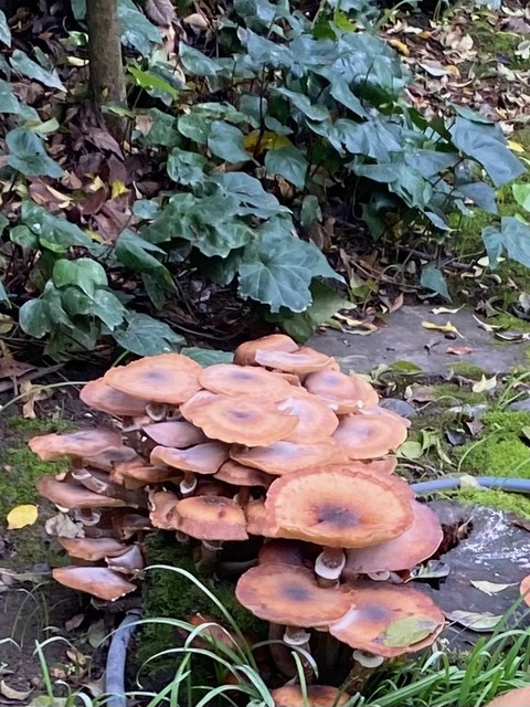 Honey mushrooms in the author's garden. Cindy Watter photo