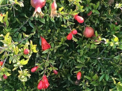 A blooming and producing pomegranate tree. Cindy Watter photo