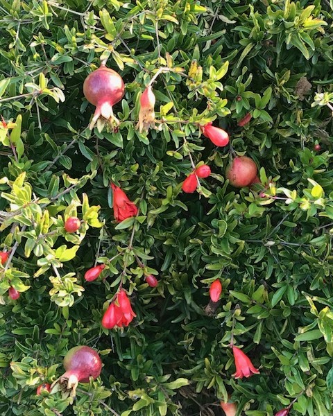 A blooming and producing pomegranate tree. Cindy Watter photo