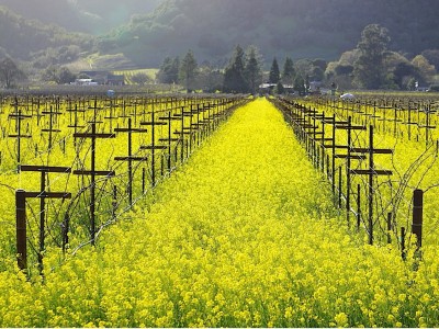 "Fields at Rest" by David Damico. Submitted photo