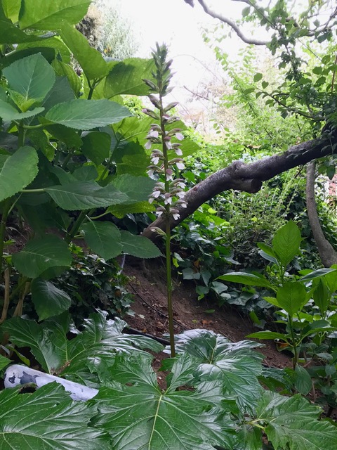 Acanthus, tall and elegant, is an easy care plant. Cindy Watter photo