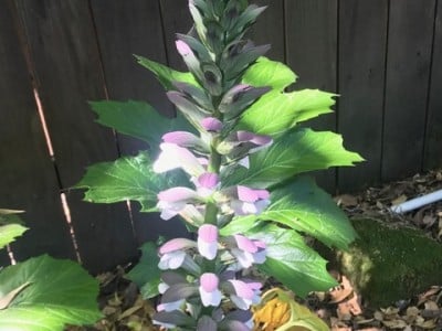 An acanthus blooms in Napa, California. Cindy Watter photo