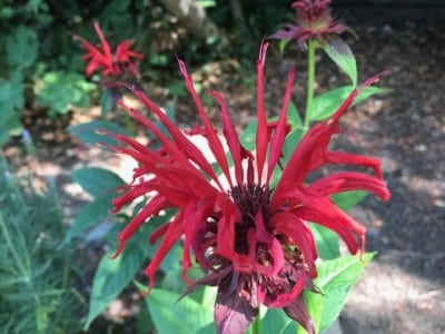 Ruby red Jacob Kline Monarda was a pollinator that disappeared from the author's garden. Cindy Watter photo