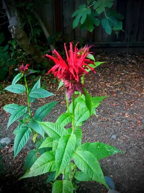 Monarda didyma. Cindy Watter photo