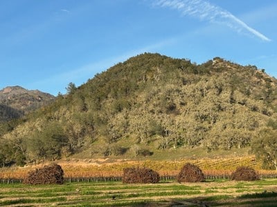 More vineyards are expected to be pulled statewide and in Napa County as the wine industry faces increased headwinds, analysts said at the Unified Wine and Grape Symposium 2026. Kerana Todorov photo