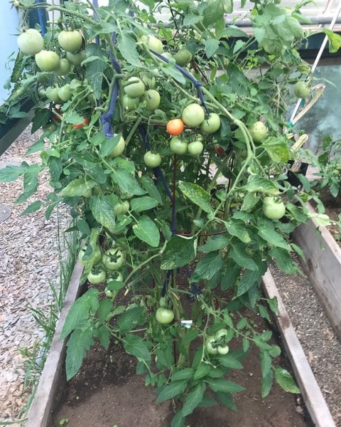 The UC Master Gardeners tomato sale is set for April 11 in Napa. Cindy Watter photo