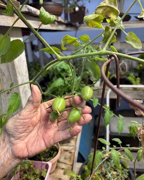 A cloned Juliet tomato. Cindy Watter photo