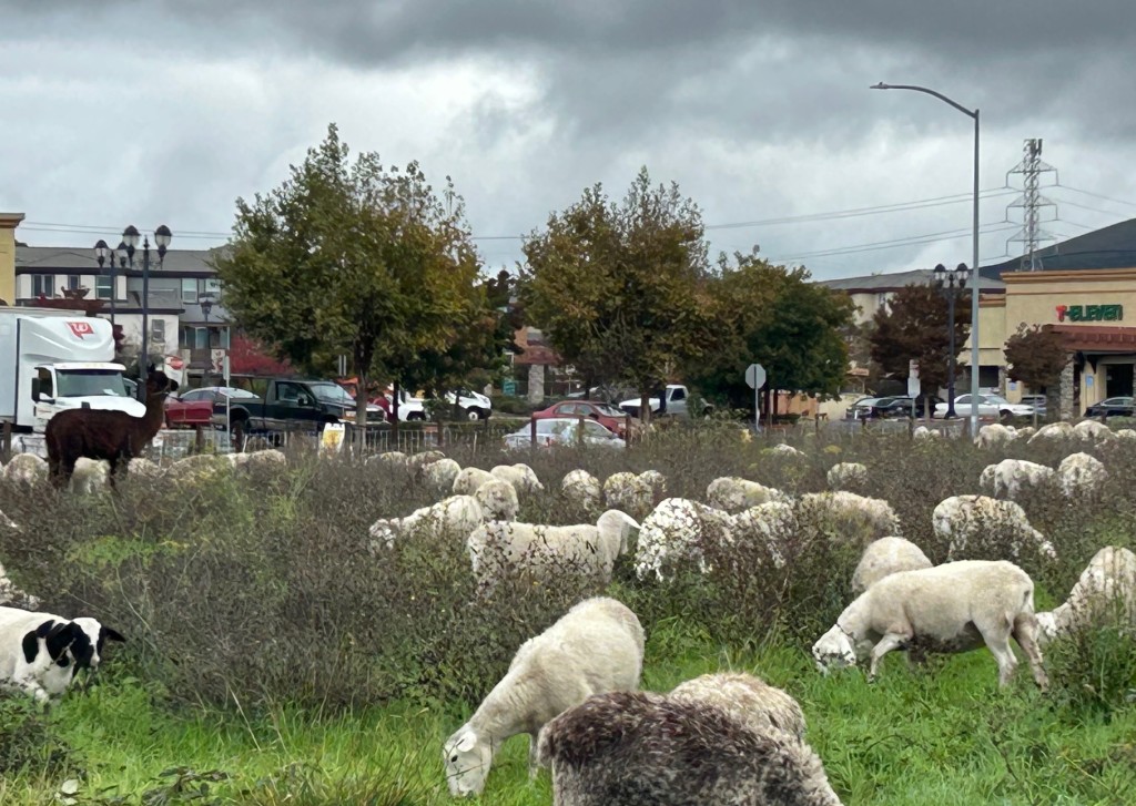 Sheep are used in wildfire mitigation programs throughout Napa County. These sheep remain in American Canyon. Kerana Todorov photo