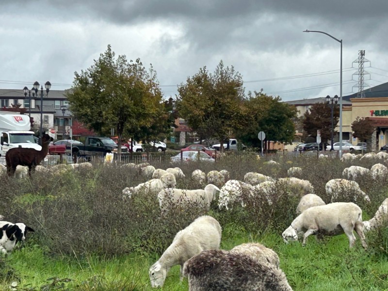 Sheep are used in wildfire mitigation programs throughout Napa County. These sheep remain in American Canyon. Kerana Todorov photo