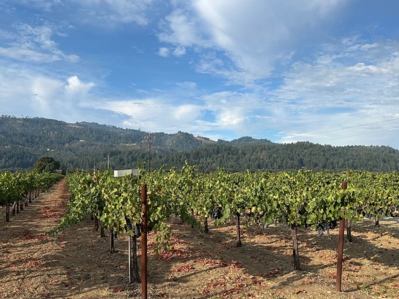 The California 2025 wine grape harvest was the smallest in more than two decades, according to the 2025 preliminary crush report. Kerana Todorov photo
