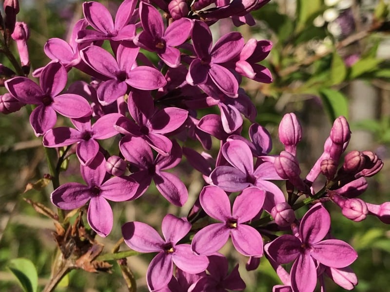Lilacs bloom in Napa. Cindy Watter photo