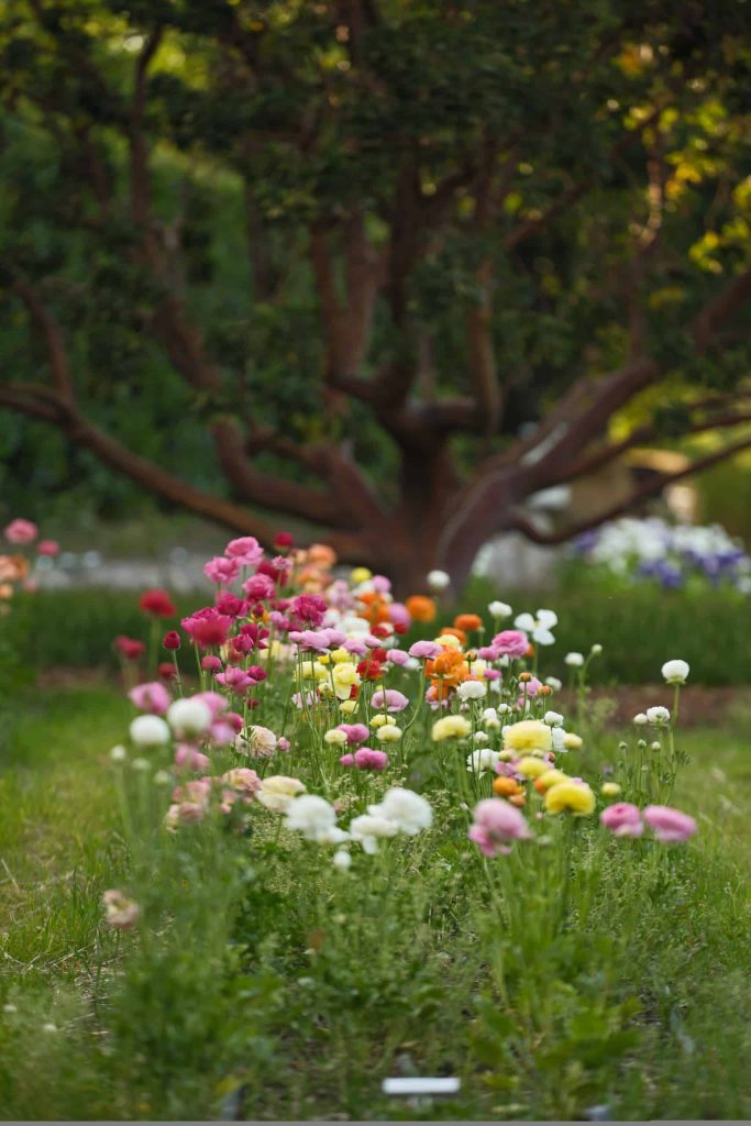 Blooms in the French Laundry Garden in Yountville David Escalante photo