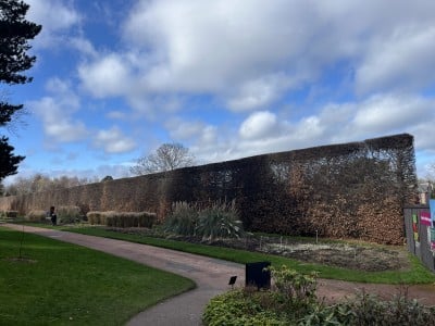 A European Hornbeam hedge at the Royal Botanical Garden in Edinburgh, Scotland. David Shubin photo