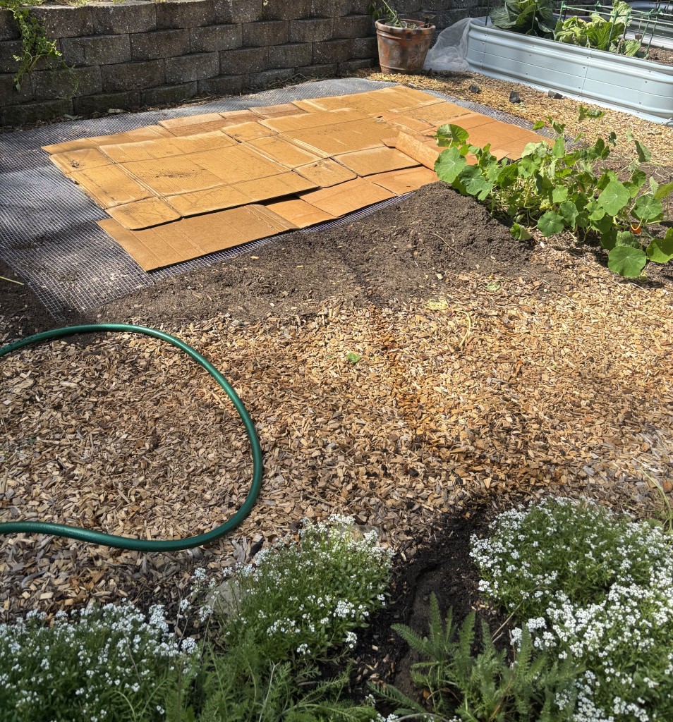 A cardboard layer added during garden preparation. Melanie Marshall photo