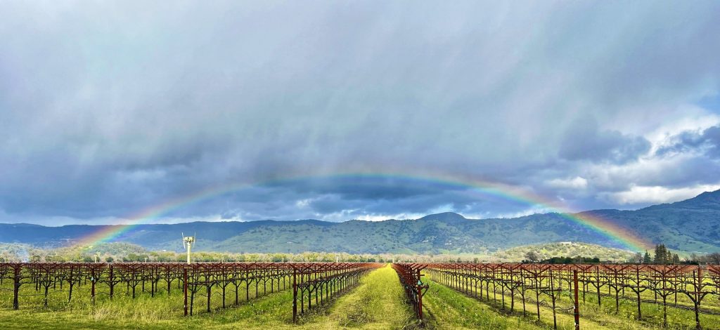 Captured by Katherine Zimmer in Yountville "Two Changes for Gold"