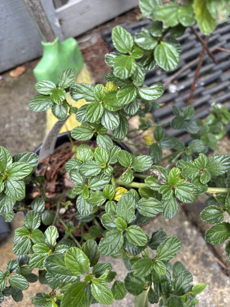 Ceanothus ‘Concha’ leaves. Cindy Watter photo